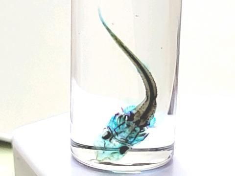 祦 Ʃɸ  H4.0cmB40-2025-001