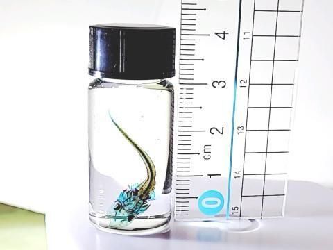 祦 Ʃɸ  H4.0cmB40-2025-001