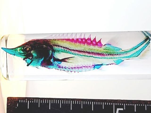 チョウザメ(べステル) 透明標本 瓶入り H10.0cm( B100-2025-001)