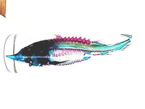 チョウザメ(べステル) 透明標本 瓶入り H10.0cm( B100-2025-001)