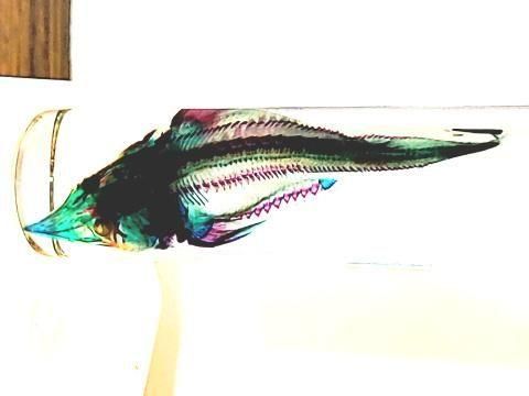 チョウザメ(べステル) 透明標本 瓶入り H10.0cm( B100-2025-001)