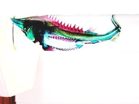 チョウザメ(べステル) 透明標本 瓶入り H10.0cm( B100-2025-001)