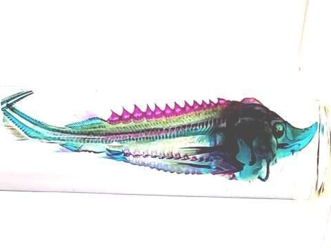 チョウザメ(べステル) 透明標本 瓶入り H10.0cm( B100-2025-001)