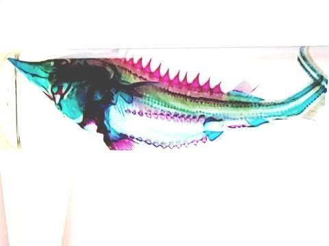 チョウザメ(べステル) 透明標本 瓶入り H10.0cm( B100-2025-001)