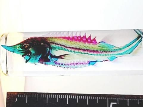 祦ʤ٥ƥ Ʃɸ  H10.0cm B100-2025-001