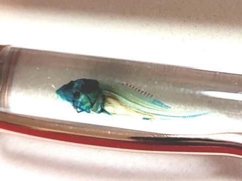 祦 Ʃɸ ܡڥ Υ顼 ʥѡץˡP-2025-001