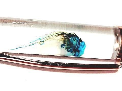 祦 Ʃɸ ܡڥ Υ顼 ʥѡץˡP-2025-001