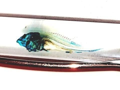 祦 Ʃɸ ܡڥ Υ顼 ʥѡץˡP-2025-001