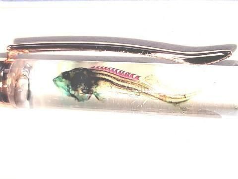 祦 Ʃɸ ܡڥ Υ顼ʥ֥롼ˡP-2025-002