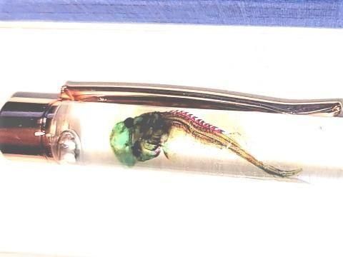 祦 Ʃɸ ܡڥ Υ顼ʥ֥롼ˡP-2025-002