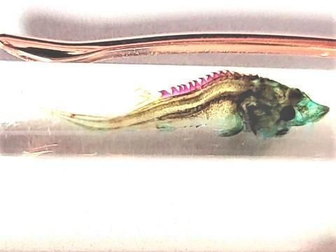 祦 Ʃɸ ܡڥ Υ顼ʥ֥롼ˡP-2025-002