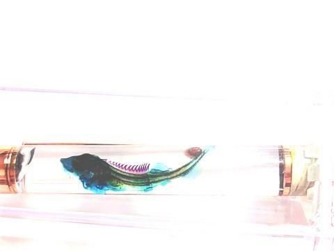 チョウザメ 透明標本 ボールペン 本体カラー(サンドベージュ)(P-2025-003)