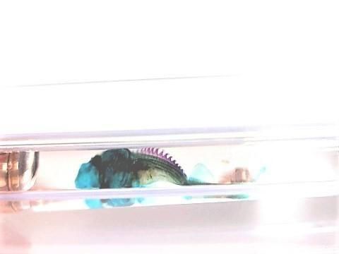 チョウザメ 透明標本 ボールペン 本体カラー(サンドベージュ)(P-2025-003)