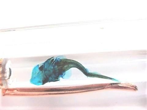 チョウザメ 透明標本 ボールペン 本体カラー(サンドベージュ)(P-2025-003)