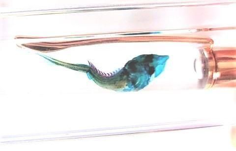 チョウザメ 透明標本 ボールペン 本体カラー(サンドベージュ)(P-2025-003)