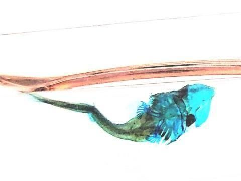 チョウザメ 透明標本 ボールペン 本体カラー(サンドベージュ)(P-2025-003)