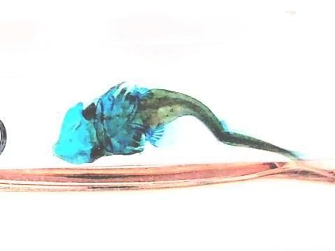 チョウザメ 透明標本 ボールペン 本体カラー(サンドベージュ)(P-2025-003)