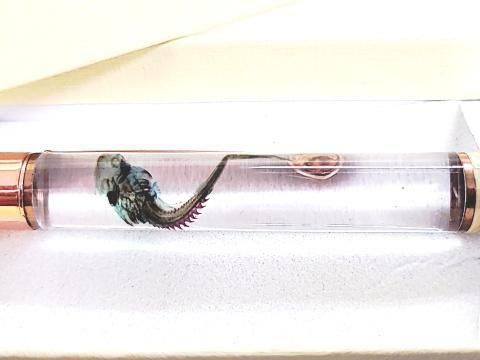 祦 Ʃɸ ܡڥ Υ顼ʥȡˡP-2025-015 