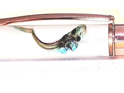 祦 Ʃɸ ܡڥ Υ顼ʥȡˡP-2025-015 