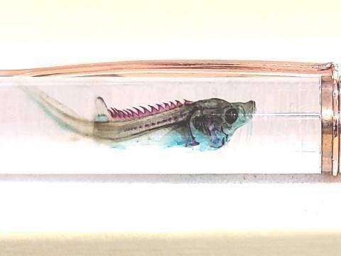 祦 Ʃɸ ܡڥ Υ顼ʥȡˡP-2025-015 