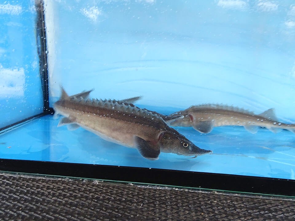 シベリアチョウザメ 約15cm - 観賞魚チョウザメの専門販売－廣島蝶鮫