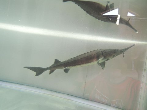 シベリアチョウザメ 15〜20cm