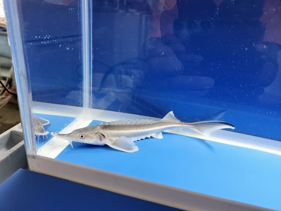  ٥ƥ  19cm2025.11.13ߡ