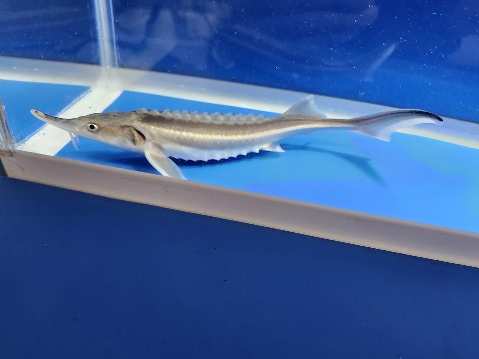  ٥ƥ  19cm2025.11.13ߡ