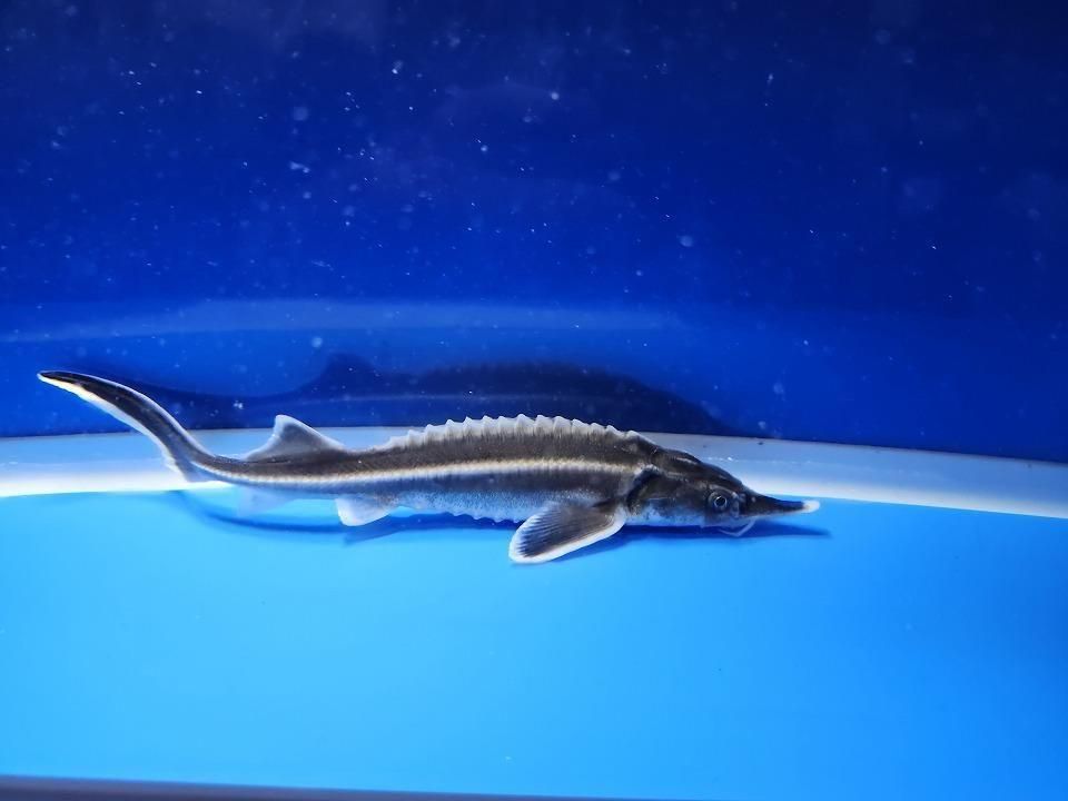 一点もの ベステル 17cm(2025.12.08現在)