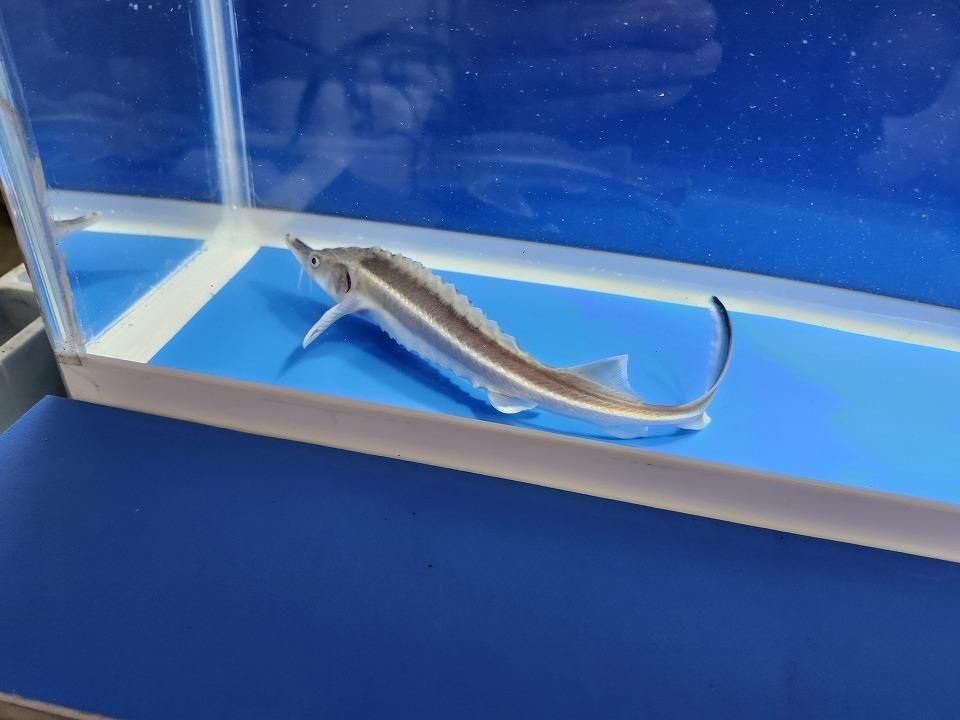  ٥ƥ  19cm2025.11.13ߡ