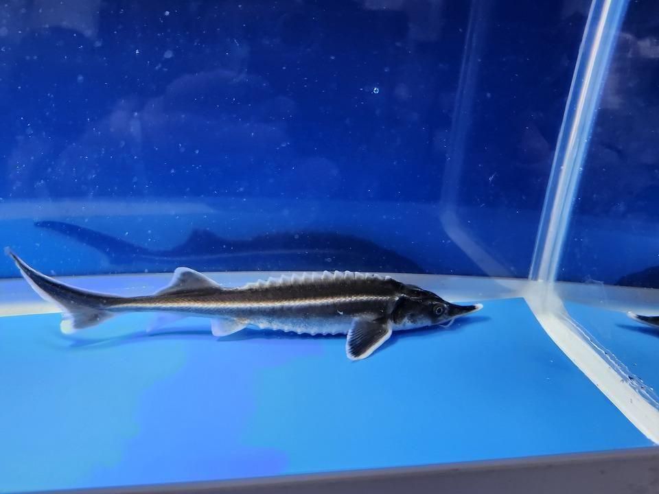 一点もの ベステル 17cm(2025.12.08現在)