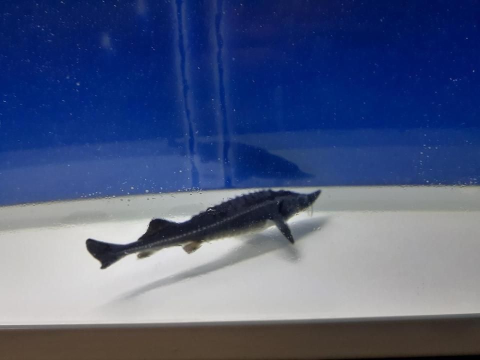  ٥ƥ 17cm2023.09.15ߡ