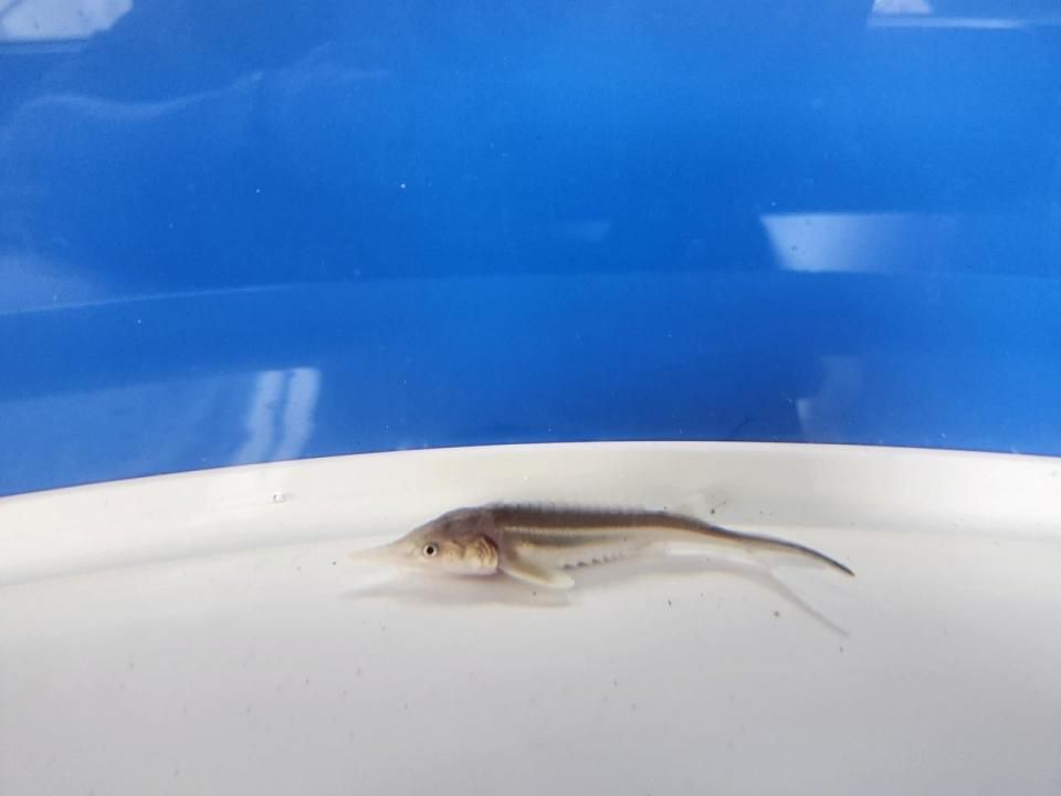  ٥ƥ  8cm2025.06.24ߡ