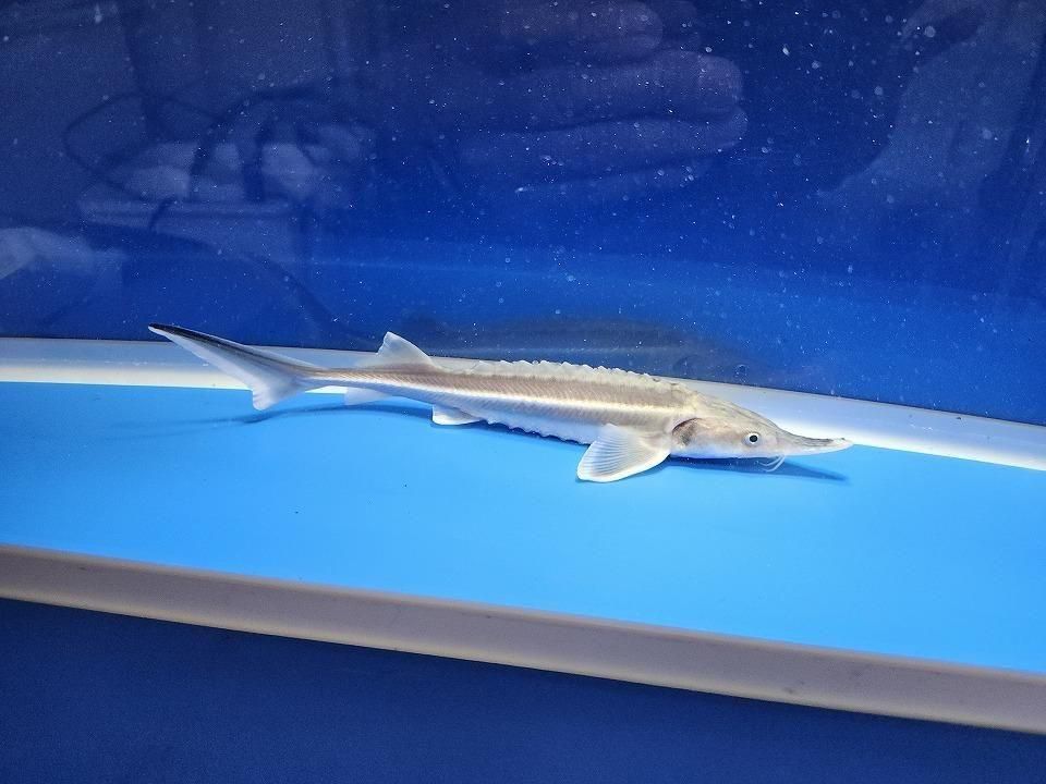  ٥ƥ  19cm2025.11.13ߡ