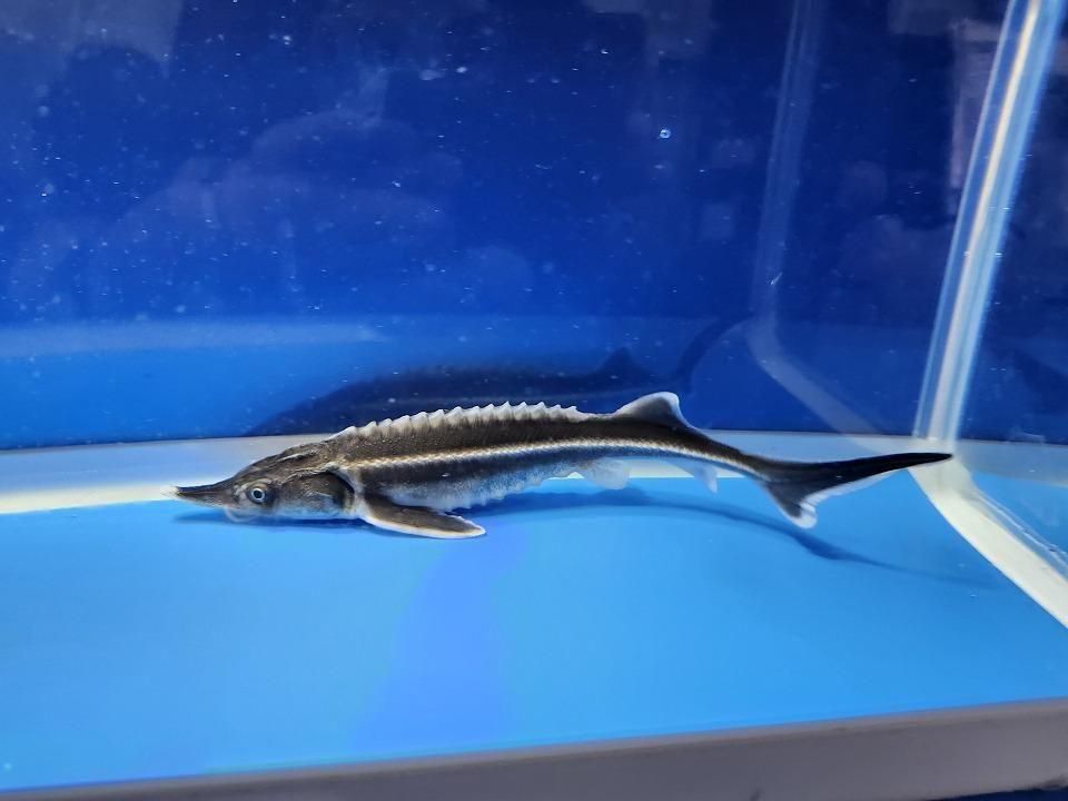 一点もの ベステル 17cm(2025.12.08現在)