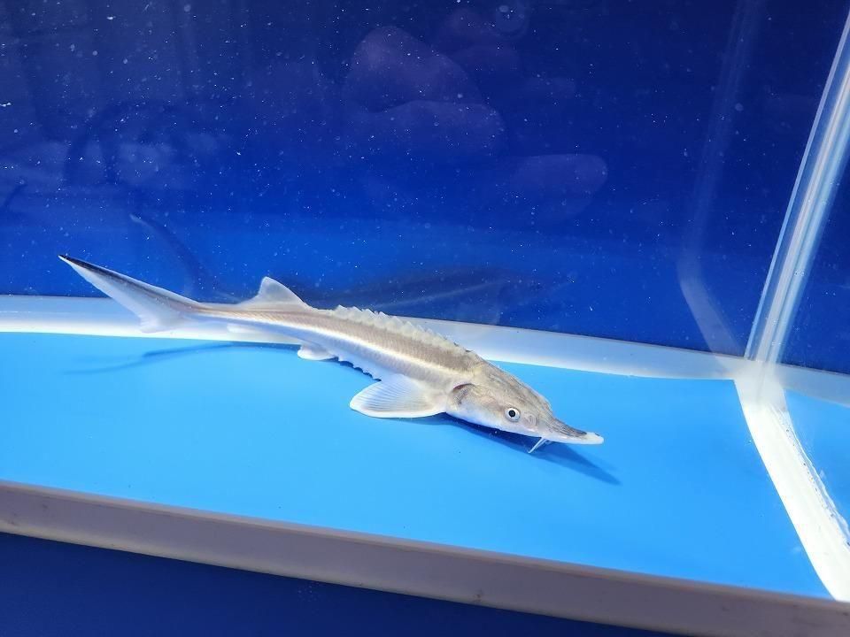  ٥ƥ  19cm2025.11.13ߡ