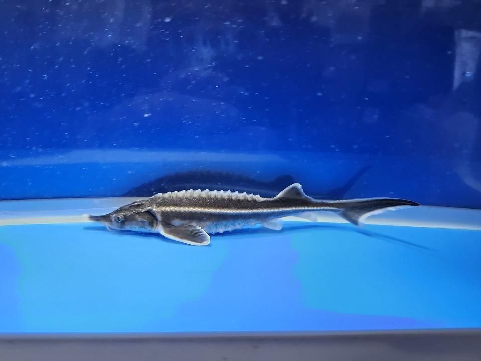 一点もの ベステル 17cm(2025.12.08現在)