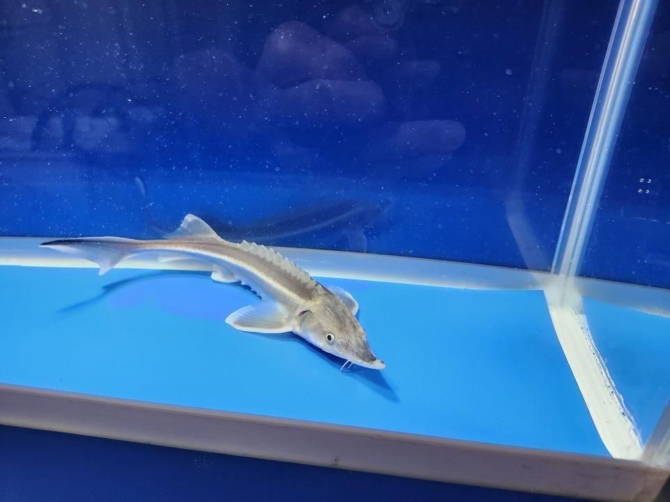  ٥ƥ  19cm2025.11.13ߡ