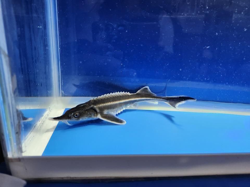 一点もの ベステル 17cm(2025.12.08現在)