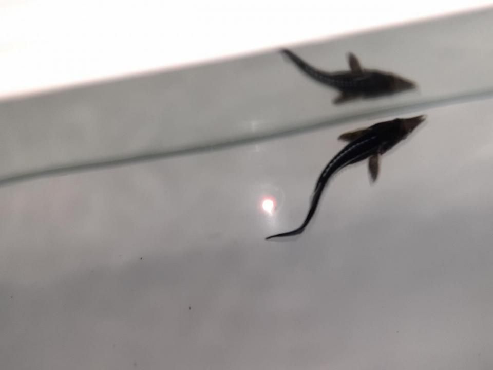  ٥ƥ  10cm2025.06.15ߡ