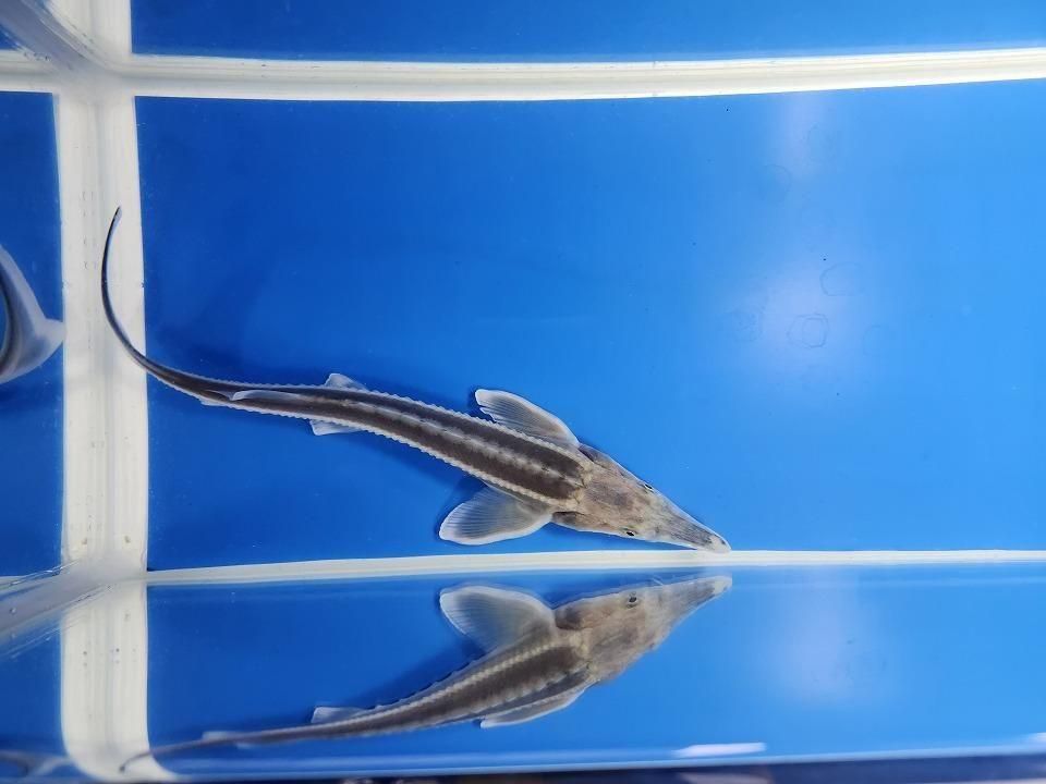  ٥ƥ  19cm2025.11.13ߡ