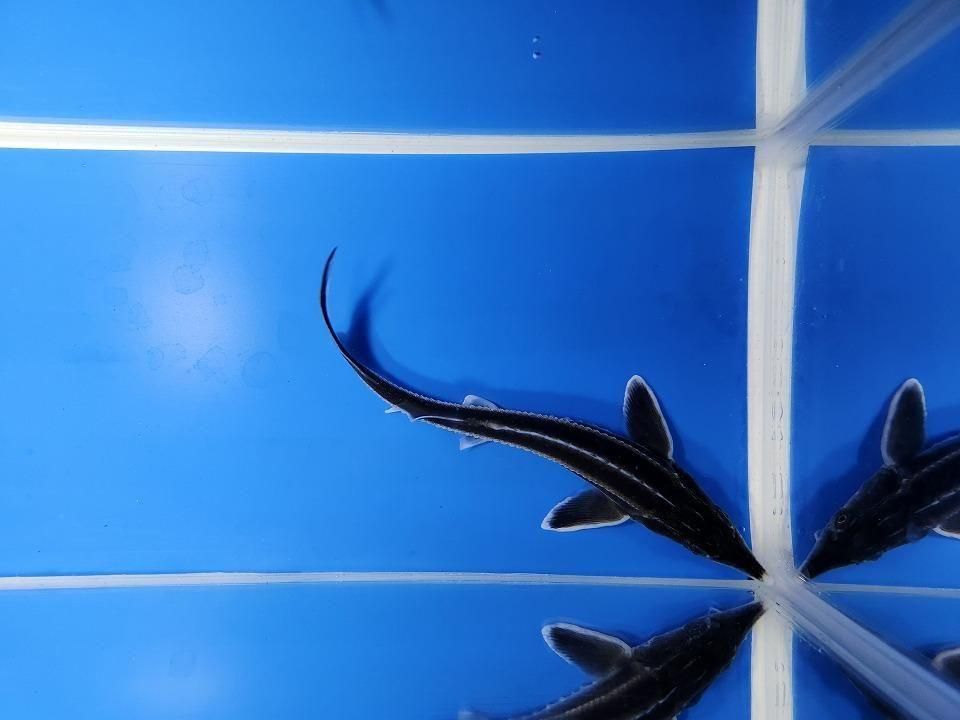 一点もの ベステル 17cm(2025.12.08現在)