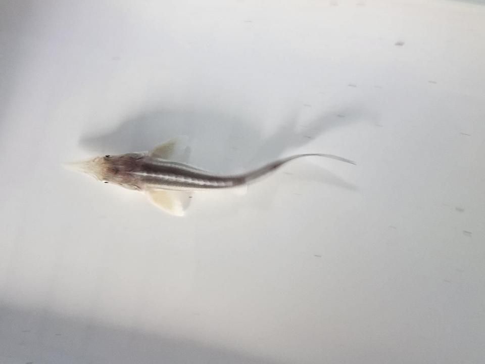  ٥ƥ  10cm2025.06.15ߡ