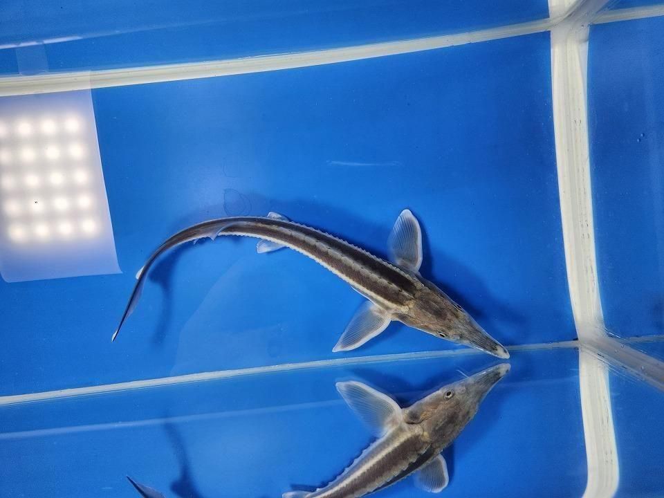  ٥ƥ  19cm2025.11.13ߡ