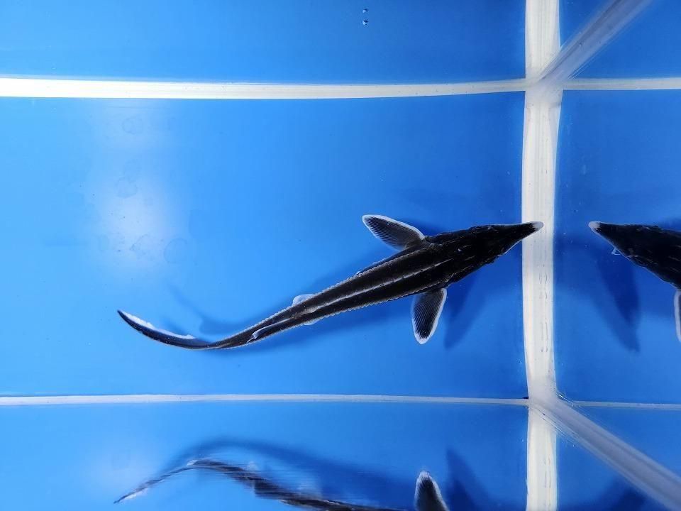 一点もの ベステル 17cm(2025.12.08現在)