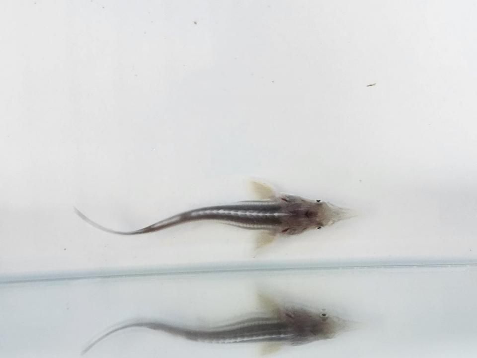  ٥ƥ  8cm2025.06.24ߡ