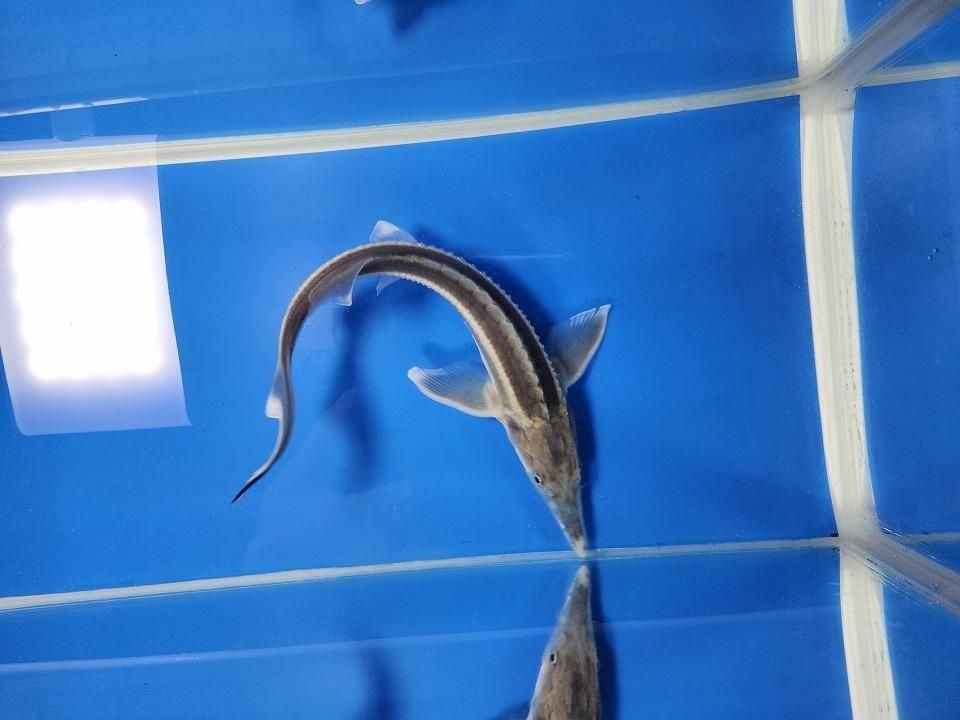  ٥ƥ  19cm2025.11.13ߡ