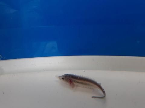  ٥ƥ  5cm2025.06.01ߡ