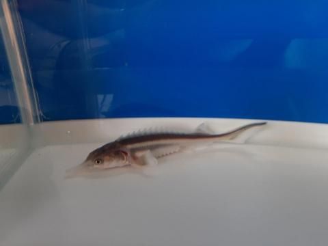  ٥ƥ  11cm2025.07.11ߡ