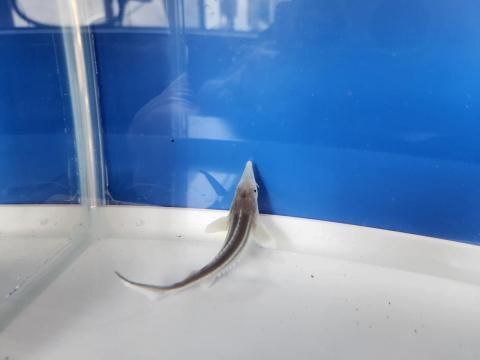  ٥ƥ  8cm2025.07.18ߡ